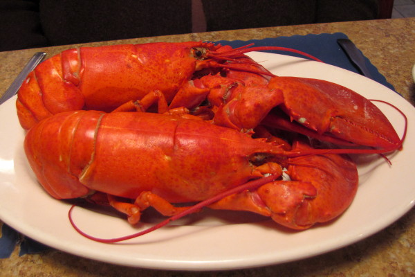 photo of twin boiled lobsters from Haddad's Ocean Cafe, Marshfield, MA