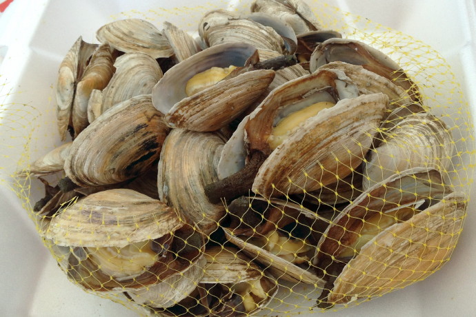 photo of steamers from Eastwind Lobster, Buzzards Bay, MA