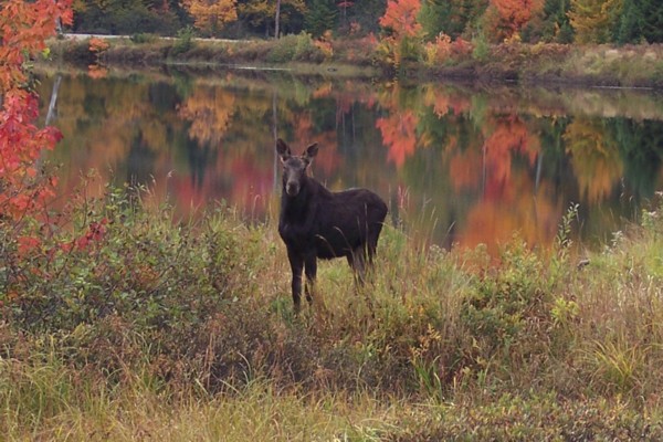 photo of a moose near the Pontook Reservoir in Dummer, NH