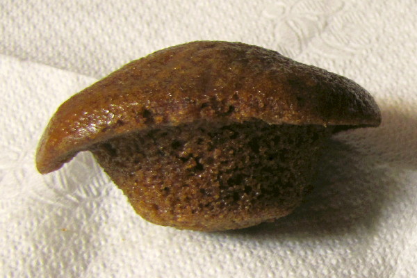 photo of mini pumpkin muffin from Wilson Farm, Lexington, MA